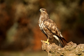 Common buzzard, Buteo buteo