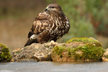 Common buzzard. Buteo buteo