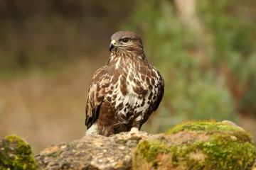 Common buzzard. Buteo buteo