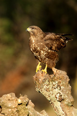 Common buzzard. Buteo buteo