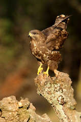 Common buzzard. Buteo buteo