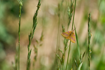 Closeup of a small orange butterfly with pink stripes sitting on grass - blurred background