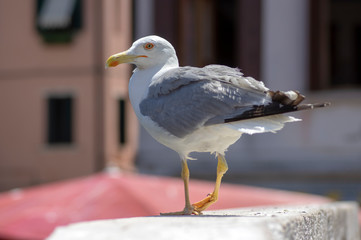 Larus michahellis italian bird, Yellow-legged Gull on stone bridge in Chioggia town