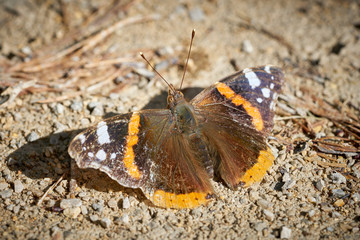Closeup of red admiral butterfly sitting on ground