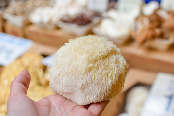 Holding a big white pom pom like Lion's mane mushroom at the market in San Francisco. - obrazy, fototapety, plakaty