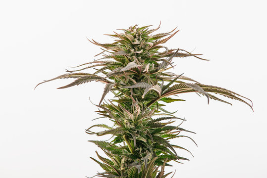 Marijuana Top Bud Plants On A White Background