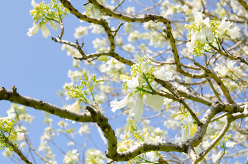 Beautiful White Jacaranda mimosifolia flower at a botanical garden with blue sky background.