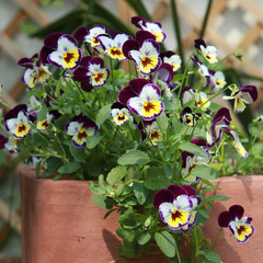 Viola cornuta