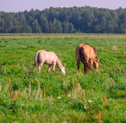 Horses on the field in the summer on a sunny day.