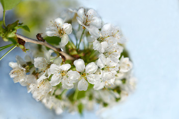 White blooming cherry with blurred flowers in background 