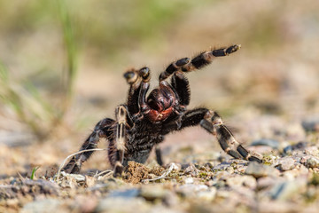 Tarantula Theraphosidae Mygalomorph Mygalomorphae Arachnida