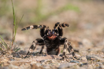 Tarantula Theraphosidae Mygalomorph Mygalomorphae Arachnida