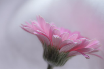 Pink Gerber flower isolated on white background