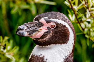 Portret Humboldtpingu&iuml;n.