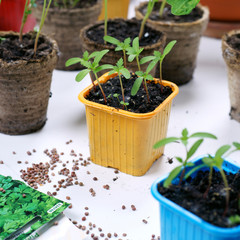 Spring sowing seeds for seedlings