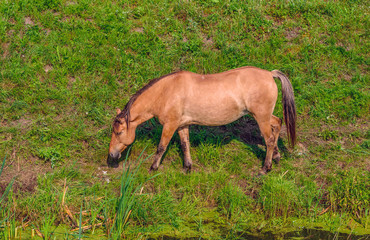 Horses on the field in the summer on a sunny day.