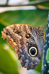 Fototapeta premium Nahaufnahme eines Schmetterlings (Augenfalter)