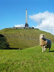 A sheep in One Tree Hill Park, Auckland, New Zealand