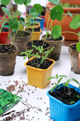 Spring sowing seeds for seedlings