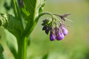 Closeup of purple wild flower growing in  meadow on summer day