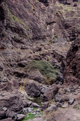 Obraz premium Hiking in Gorge Masca. Volcanic island. Mountains of the island of Tenerife, Canary Island, Spain.
