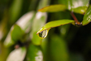 Wassertropfen an einem Blatt