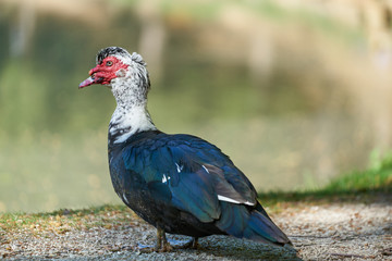 Full body portrait of male muscovy duck