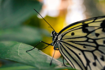 Nahaufnahme eines Schmetterlings (Weißling)