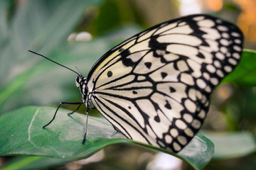 Fototapeta na wymiar Nahaufnahme eines Schmetterlings (Weißling)