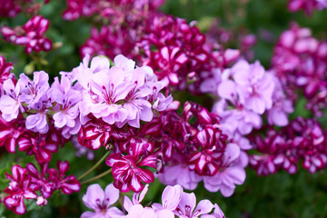 Closeup of mixed pink and purple geranium flowers - obrazy, fototapety, plakaty