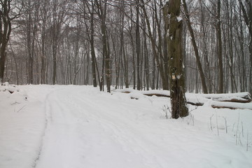 Forest pathway to Lesanka hut on Kačín, Bratislava, Slovakia