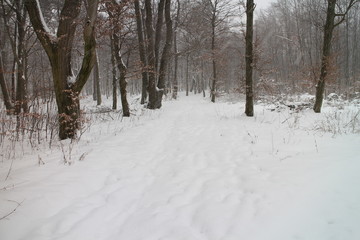 Forest pathway to Lesanka hut on Kačín, Bratislava, Slovakia