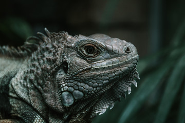 Fototapeta premium Leguan