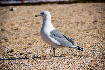 a slender-billed gull
