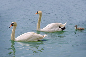 Swans (Cygnus olor) with one nestling swimming on water of Italian lake