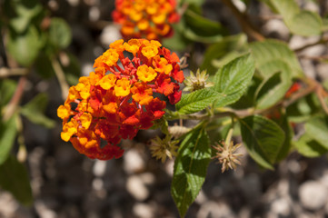 Lantana camera, also known as big-sage (Malaysia), wild-sage, red-sage, white-sage (Caribbean), tickberry (South Africa),[4] and West Indian lantana. From the verbena family, American tropics