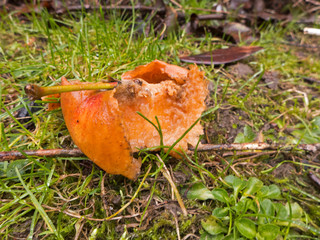 Diese Äpfel liegen als Fallobst auf der Wiese. Die Vögel höhlen sie als Winterfutter aus.