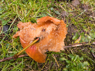 Diese Äpfel liegen als Fallobst auf der Wiese. Die Vögel höhlen sie als Winterfutter aus.