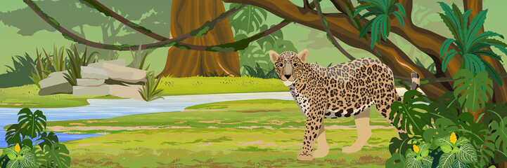Jaguar near the river. Jaguar in the jungle. Big cat on the hunt. Amazonia rain forests. Realistic Vector Landscape © AnnstasAg
