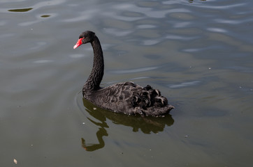 Obraz premium Black swan swimming alone in the lake at Sydney Centennial Park.