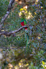 Resplendent Quetzal, Pharomachrus mocinno, from Savegre in Costa Rica with blurred green forest in background. Magnificent sacred green and red bird