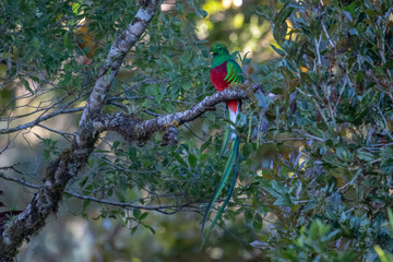 Resplendent Quetzal, Pharomachrus mocinno, from Savegre in Costa Rica with blurred green forest in background. Magnificent sacred green and red bird