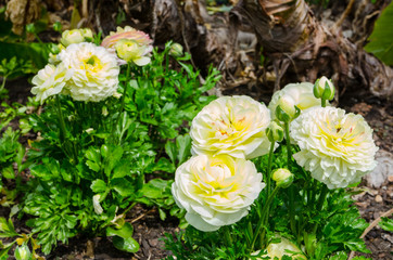 Yellow Creamy beautiful roses with green leaves in the garden.