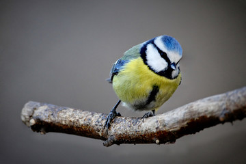 Blue Tit