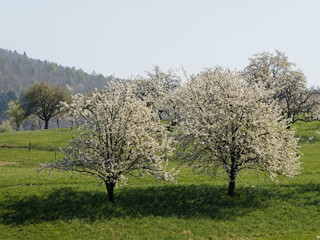 Fototapeta premium Dorf Obereggenen in Schwarzwald. Zwischen Kirschblüte und kirschbäume durch das Eggenertal im Markgräflerland