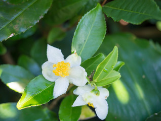 closeup of green branch of tea tree Camelia Camellia sinensis white and yellow flower blossom,...
