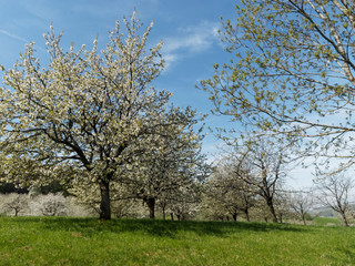 Fototapeta na wymiar Dorf Obereggenen in Schwarzwald. Zwischen Kirschblüte und kirschbäume durch das Eggenertal im Markgräflerland