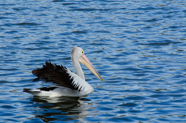 Australian Pelican bird swimming alone in the water lake at Sydney centennial park.