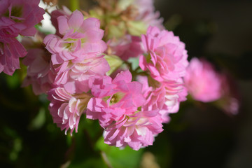 Florist kalanchoe Calandiva
