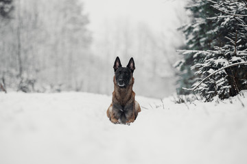 Portrait of a Belgian Shepherd Malinois